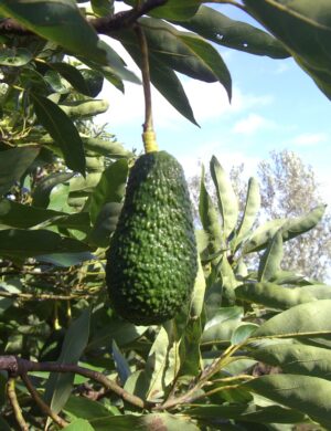 Avocado