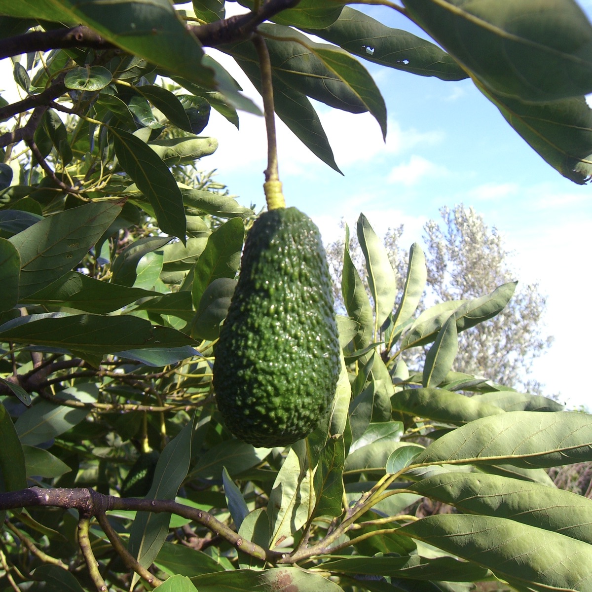 Avocado